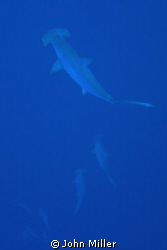 Hammerheads coming up to check out divers. by John Miller 
